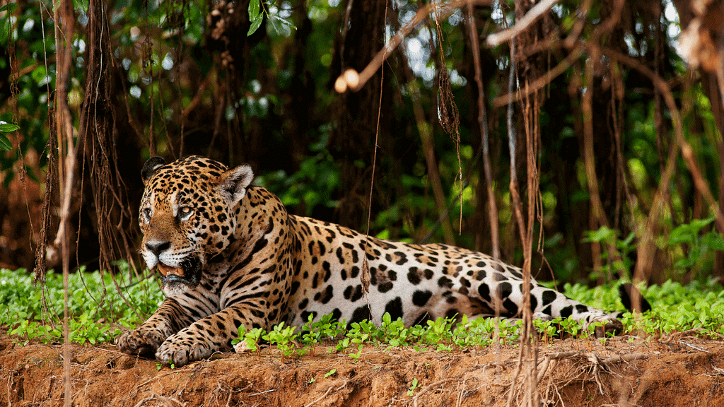 Ecoturismo no Brasil - Pantanal