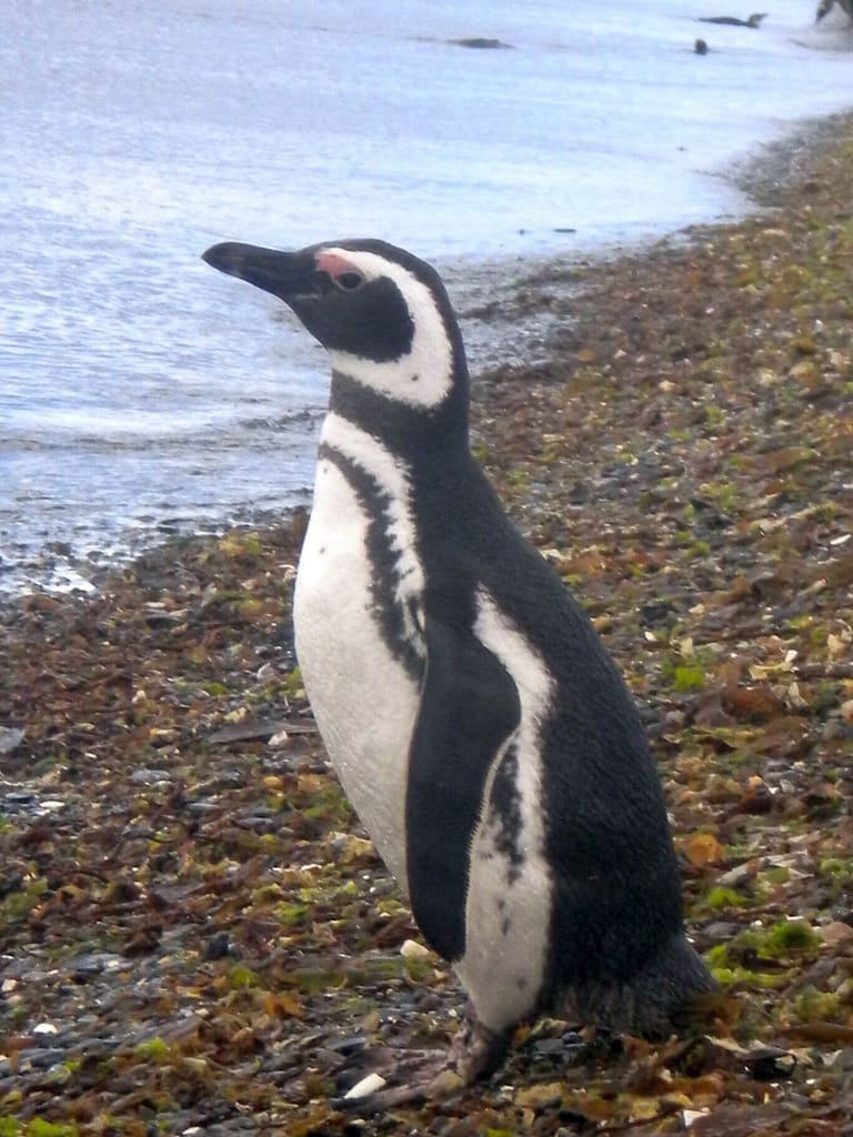 Isla Martillo (Pinguinera) no Ushuaia.