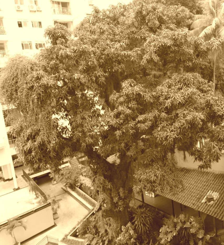 A mangueira em quarentena eterna